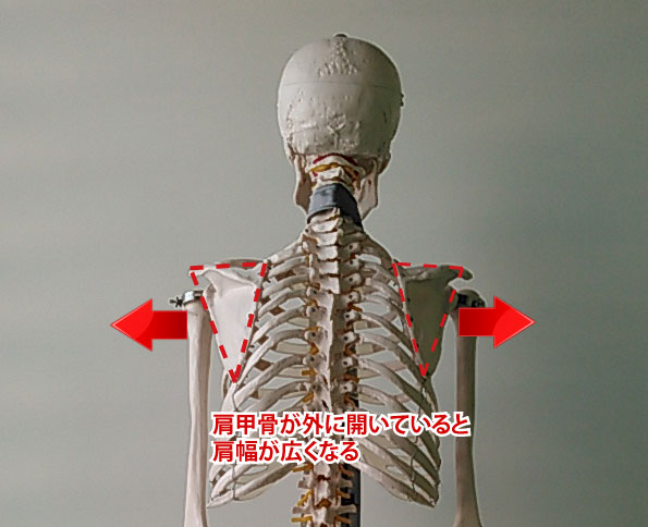 肩幅を狭くする３つの改善方法 スタイル改善 岡山のパーソナルトレーニングジム 女性ダイエット専門 ビプラス